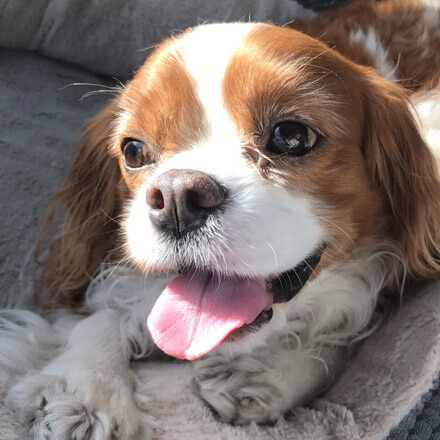 Zooplus Voucher Codes