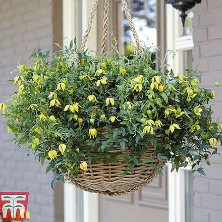 Thompson & Morgan Voucher Codes