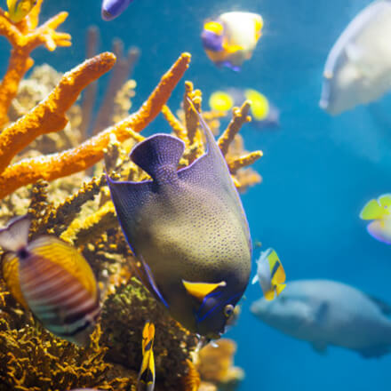 Sea Life Voucher Codes