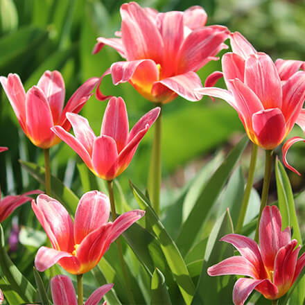 Gardening Express Voucher Codes