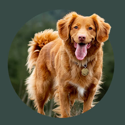 Pet Drugs Online Voucher Codes