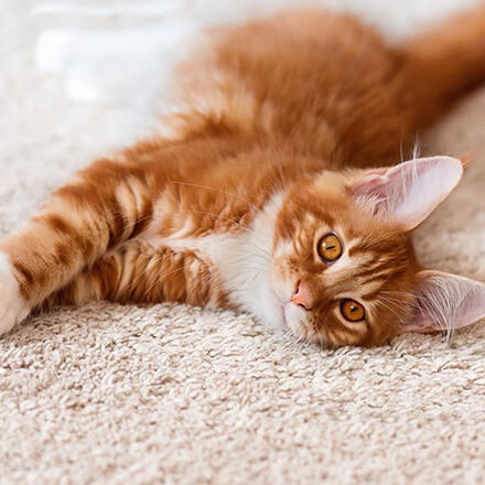 ZooRoyal Gutscheincode